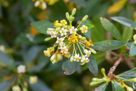 An evergreen shrub up to 3-4 m tall with oblong-lanceolate or rhombic dark green leaves. Yellowish...