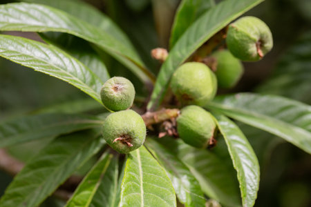Green medlar fruits in spring. Unripe fruits of Eriobotrya japonica on a branch in the garden.の写真素材