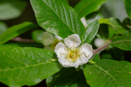 white flowers and leaves of the Japanese loquat tree, eriobotrya japonicaの写真素材
