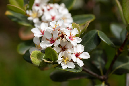 Rhaphiolepis umbellata blooms in spring. Amazing white flowers with colorful yellow and red stamens.の写真素材