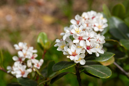 Rhaphiolepis umbellata blooms in spring. Amazing white flowers with colorful yellow and red stamens.の写真素材