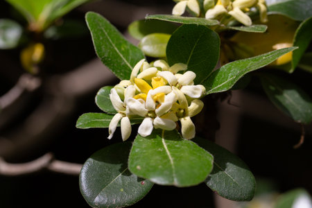 the flowering plant Pittosporum tobira, the Japanese pittosporum or Australian laurel, family Pittosporaceae. Small white-yellow flowers on a branch.の写真素材