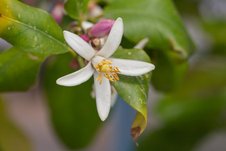 Lemon flowers on the tree with blurred flowers backgroundの写真素材