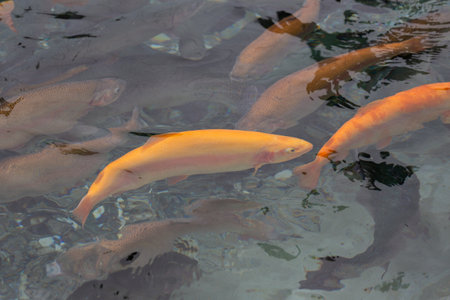 Countless trout swimming in the fish tankの写真素材