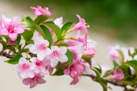 Beautiful pink flowers Weigela florida. Flowers of weigela florida. Blooming garden in spring garden in sunny day.の写真素材
