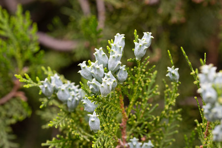 Thuja or cypress green branches with blue, turquoise cones, close-up. Platycladus orientalis, Chinese thuja arbovitae, juniper coniferous tree of the Cupressaceae family. Decorative plant.の写真素材