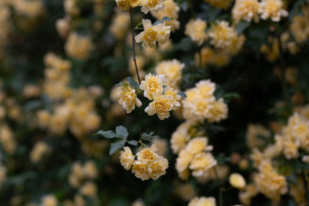 Beautiful Yellow Banksia Rose in the spring. Floral spring background.の写真素材