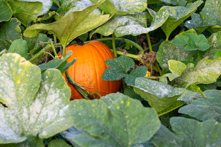 Big orange ripe pumpkin in the garden autumn, harvest on the agricultural fieldの写真素材