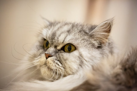 Portrait of The fluffy grey cat is a highland straight - eared breed. The international name of the breed is SFL71の写真素材