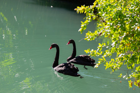 Two Black Swans on the Swan River, Perth, Australia. Sunset, sunrise, red glow on water. Symmetrical reflection off water. Native, indigenous species.の写真素材