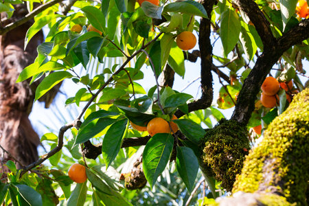 Persimmon tree fresh fruit that is ripened hanging on the branches in plant garden. Juicy fruit and ripe fruit with persimmon trees lovely crisp juicy sweet the hard crisp varieties.の写真素材