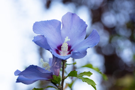 The blue flower of the Syrian hibiscus, also known as the Rose of Sharon (Hibiscus syriacus). Its delicate blue petals resemble the wings of fairies, which, according to legend, hide in flowers.の写真素材