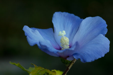 The blue flower of the Syrian hibiscus, also known as the Rose of Sharon (Hibiscus syriacus). Its delicate blue petals resemble the wings of fairies, which, according to legend, hide in flowers.の写真素材