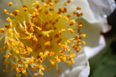 high mountain tea plantation. mature green leaves on bushes, ready for harvesting close up. These types of tea especially valued and taste great. small white flower on tea bushの写真素材