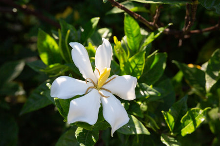 Gardenia Jasminoides flower blooming in the garden with green leaves. Commonly known as Gardenia and Cape Jasmine, is an evergreen flowering plant in the coffee family Rubiaceae.の写真素材
