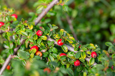 Cotoneaster horizontalis. Branches with red berries and green leaves.