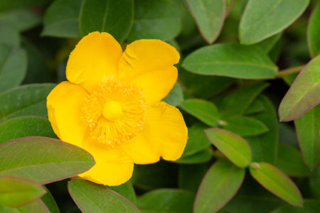 Yellow Hypericum Hidcote (St. John s Wort), summer background of a large yellow flower on a green bush.の写真素材