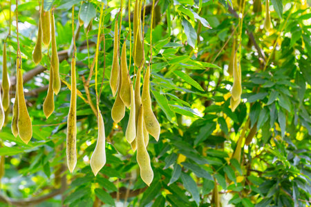 the pod that contains the seeds of the wisteria. Wisteria fruits on a branch in the garden