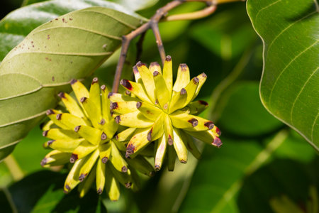 Camptotheca acuminata. The fruits look like small bananas.の写真素材