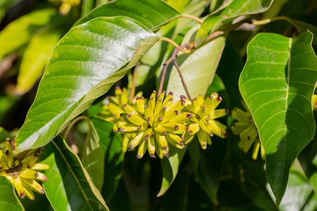 Camptotheca acuminata. The fruits look like small bananas.