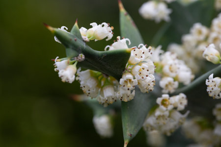 Colletia cruciform (Cruciata gillies and hook) close-up. a shrub with linear leaflets and lateral shoots arranged in a criss-cross pattern.の写真素材