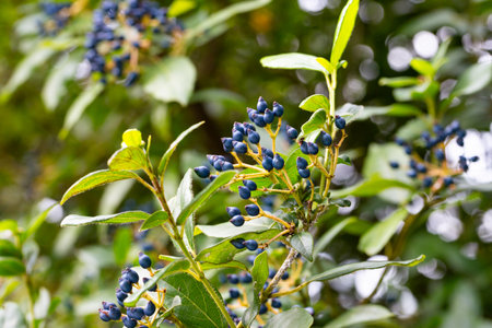 Viburnum tinus, the laurustinus, laurustine or laurestine, a species of flowering plant in the family Adoxaceae, native to the Mediterranean area of Europe and North Africa. Blue viburnum fruits on a branch, close-up. Natural berry background.の写真素材