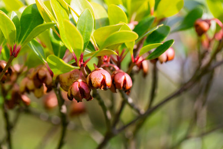 Red Strawberry Guava (Psidium littorale longipes), fruits, close up.