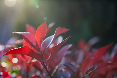 Red leaves on a bush in the garden on a blurred background in the rays of the sun. A photinia fraseri red robin shrub leaves. flame bush,の写真素材