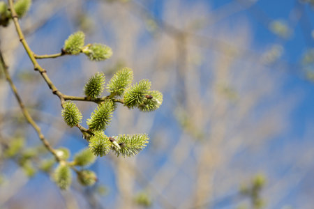 Yellow catkins (Salix caprea) blooming in spring close up