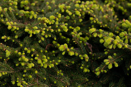 Spruce spring fruit. spring-harvested spruce tips have been used by the west coast's indigenous...