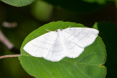 Common white moth. White butterfly cabera pusaria on a green leafの写真素材