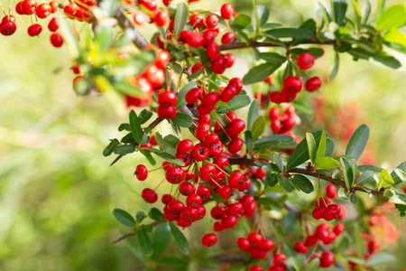Close up of a fruiting shrub called Pyracantha coccinea. Firethorn berries, rosaceae evergreen shrub. Dog apple, China, the scarlet, European species or red firethorn. Small, bright red berries.の写真素材