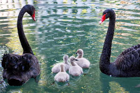 Black swans with four chicks swim in the lake