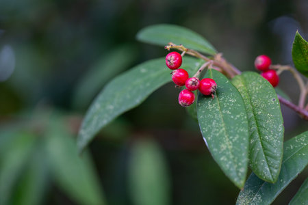 Cotoneaster salicifolius, the willow-leaved cotoneaster, is a drought-tolerant, evergreen to...