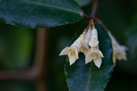 Elaeagnus pungens is a shade-tolerant, drought-tolerant plant. It is used in decorative and garden...