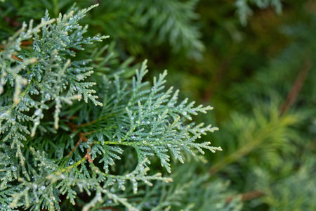 Thuja occidentalis. Green thuja tree branches, background.