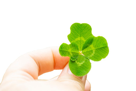 Woman holding green four leaf clover on white background, close-up