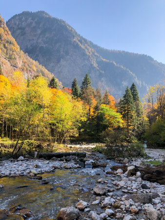 Beautiful mountain river in autumn among trees with yellow leaves