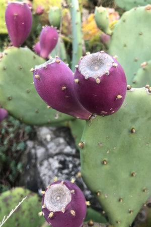 Prickly pear cactus close-up with fruit in red color, cactus spines.