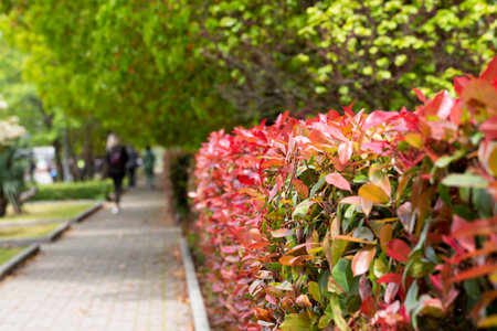 Red and green leaves of a photinia fraseri red robin hedge on a street