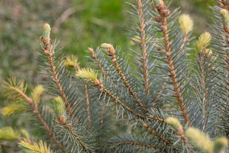 Spruce branches on a green background. The blue spruce, green spruce, white spruce. Picea Abies....
