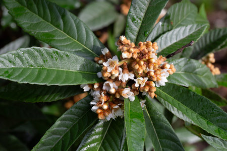 Blooming Japanese medlar (Eriobotrya Japonica) on blurred background. Selective focus. Huge beautiful green leaves around yellow inflorescences. Close-up.の写真素材