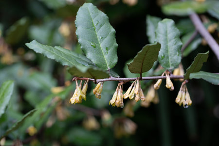 Elaeagnus pungens is a shade-tolerant, drought-tolerant plant. It is used in decorative and garden construction. Small white flowers close-upの写真素材
