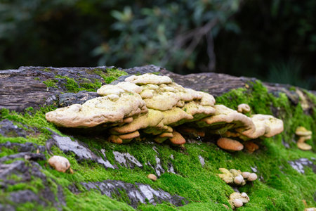 Laetiporus Sulphureus Bracket Fungus growing on a tree in springtime lose-upの写真素材