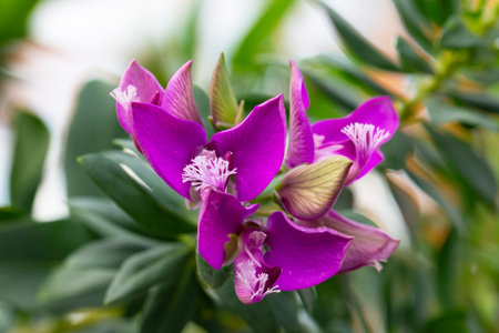 Polygala myrtifolia common names Bellarine pea,Myrtle-leaf milkwort, Parrot bush,Polygala,September...