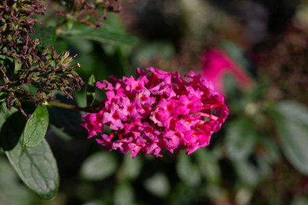 Beautiful purple flowers, close-up. an ornamental plant.