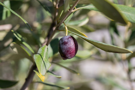 ripe olives on the branches of an olive tree close upの写真素材