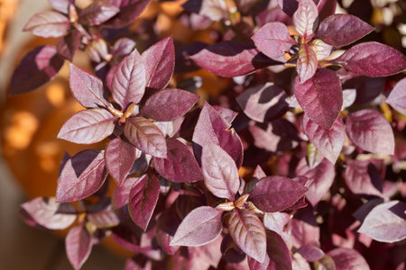 Alternanthera Purple Prince is an ornamental plant with red leaves, this plant is usually planted on...