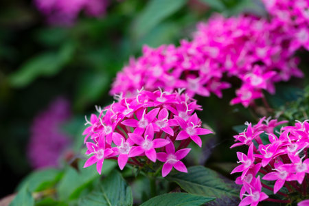 Vibrant Pentas Lanceolata in Bloom, Colorful Mix of Pentas Flowers, Pentas Lanceolata: A Garden...