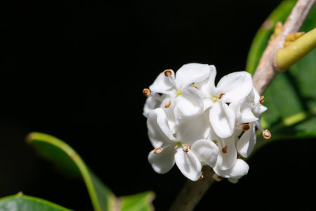 Osmanthus fragrans macro. Small white flowers on a branch in the garden. The fragrance of osmanthus flowers is used in perfumery.の写真素材